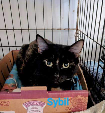 Sybil