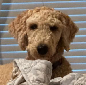 Brayley (Brayleigh) PKA Teddy