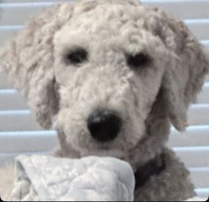 Brayleigh PKA Teddy