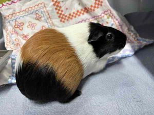 Primary Color Calico Secondary Color Black Weight 23lbs Age 5yrs 1mths 0wks