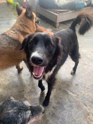 CHICO, Young Male Border Collie