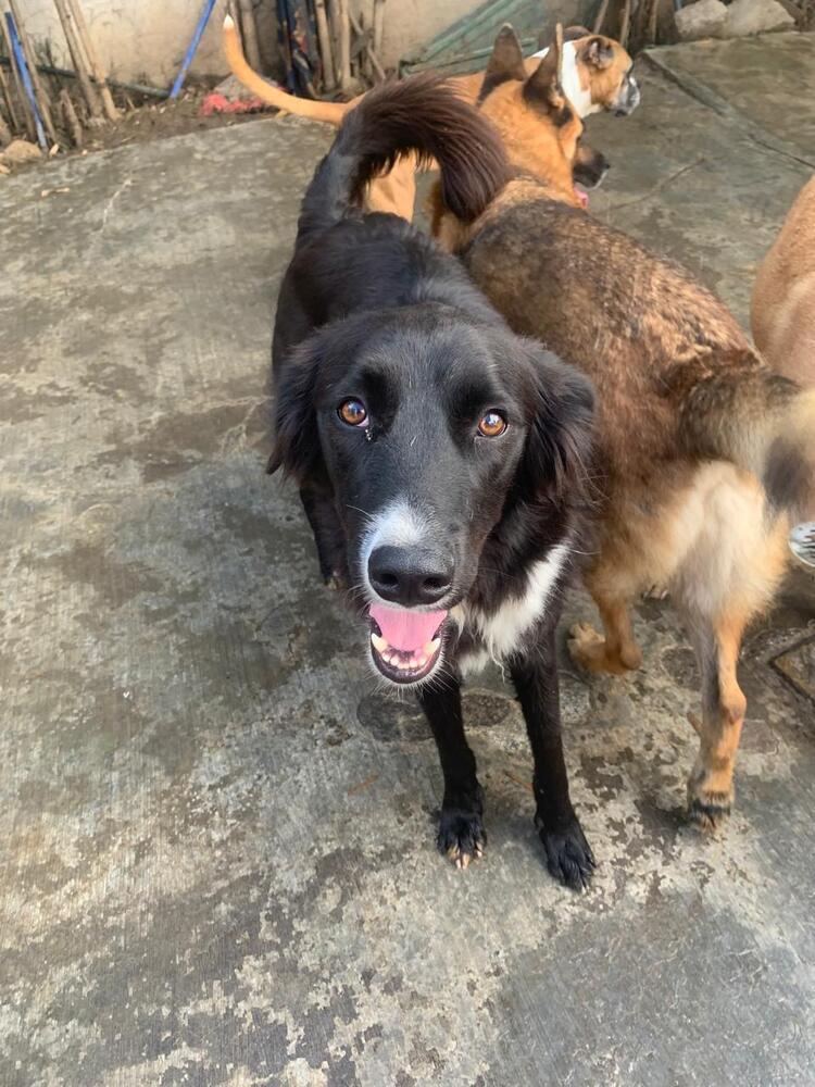 CHICO, an adoptable Border Collie in Langley, BC, V2Y 3K1 | Photo Image 2