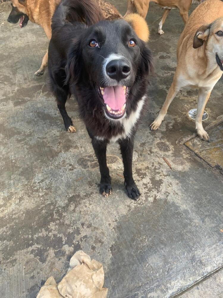 CHICO, an adoptable Border Collie in Langley, BC, V2Y 3K1 | Photo Image 3