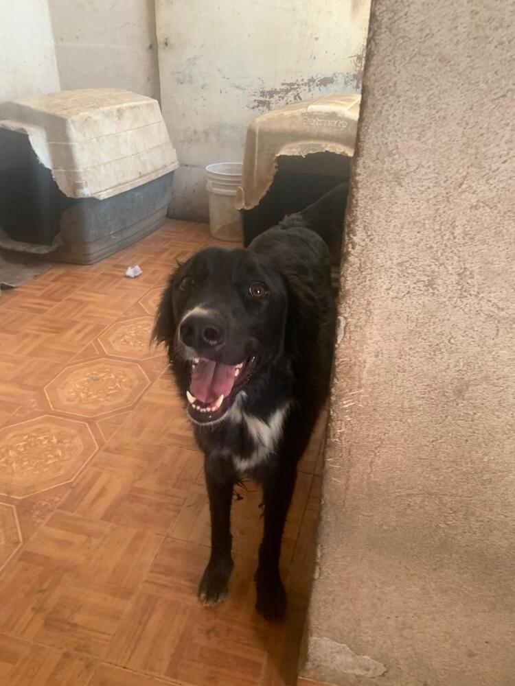CHICO, an adoptable Border Collie in Langley, BC, V2Y 3K1 | Photo Image 5