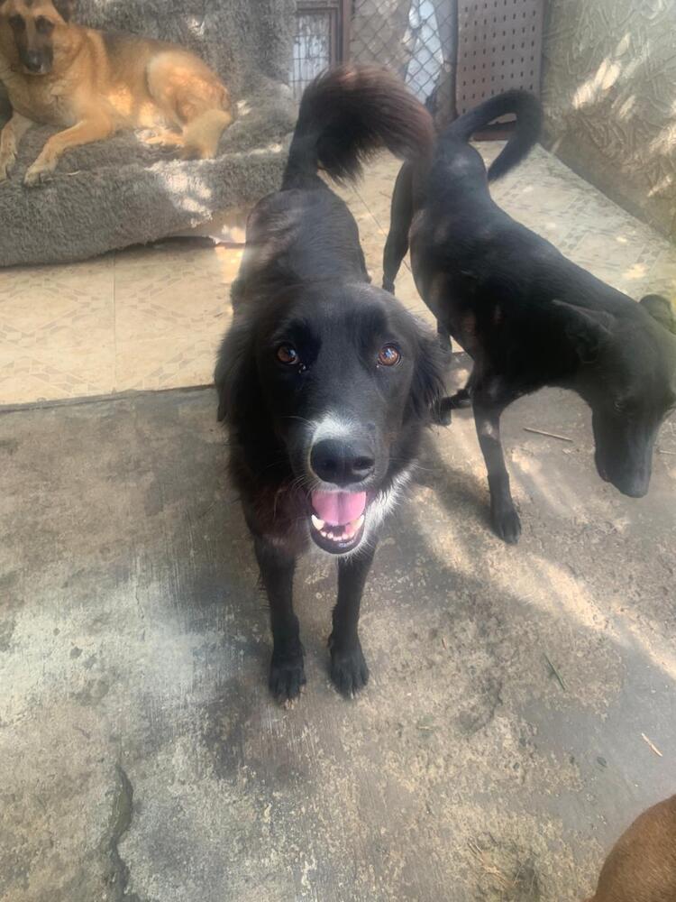 CHICO, an adoptable Border Collie in Langley, BC, V2Y 3K1 | Photo Image 6