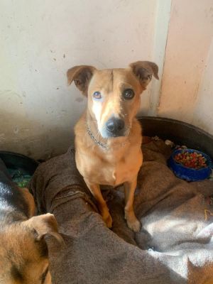 SIENNA, Adult Female Shepherd