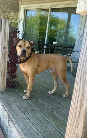 Meet King James a charming and affectionate five-year-old pup whos truly as majestic as his name s