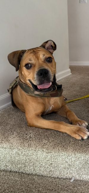 King James Boxer Dog