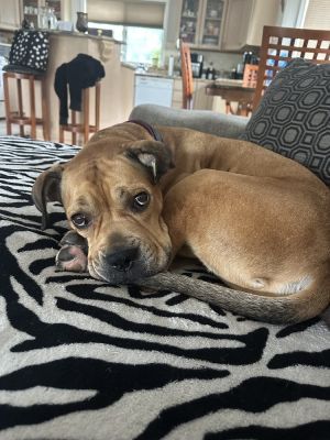 Jimmy aka King James Boxer Dog