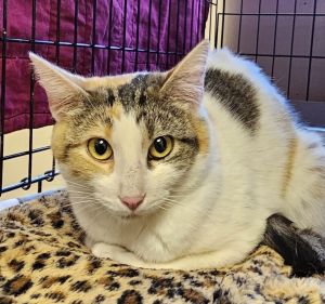 AC Nova, Adult Female Domestic Short Hair