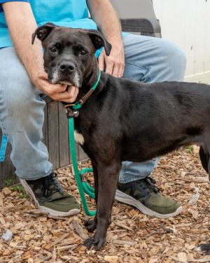 Looking for an apartment sized chill pup to share your life with Bernadine might be perfect Shes