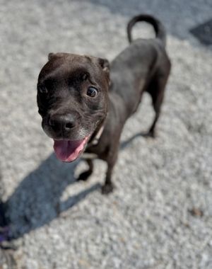 Looking for an apartment sized chill pup to share your life with Bernadine might be perfect Shes
