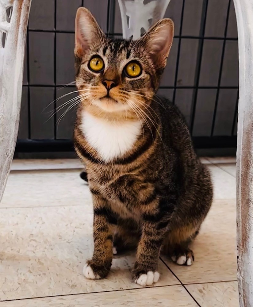 Tater Tot, an adoptable Domestic Short Hair in Lemoore, CA, 93245 | Photo Image 1