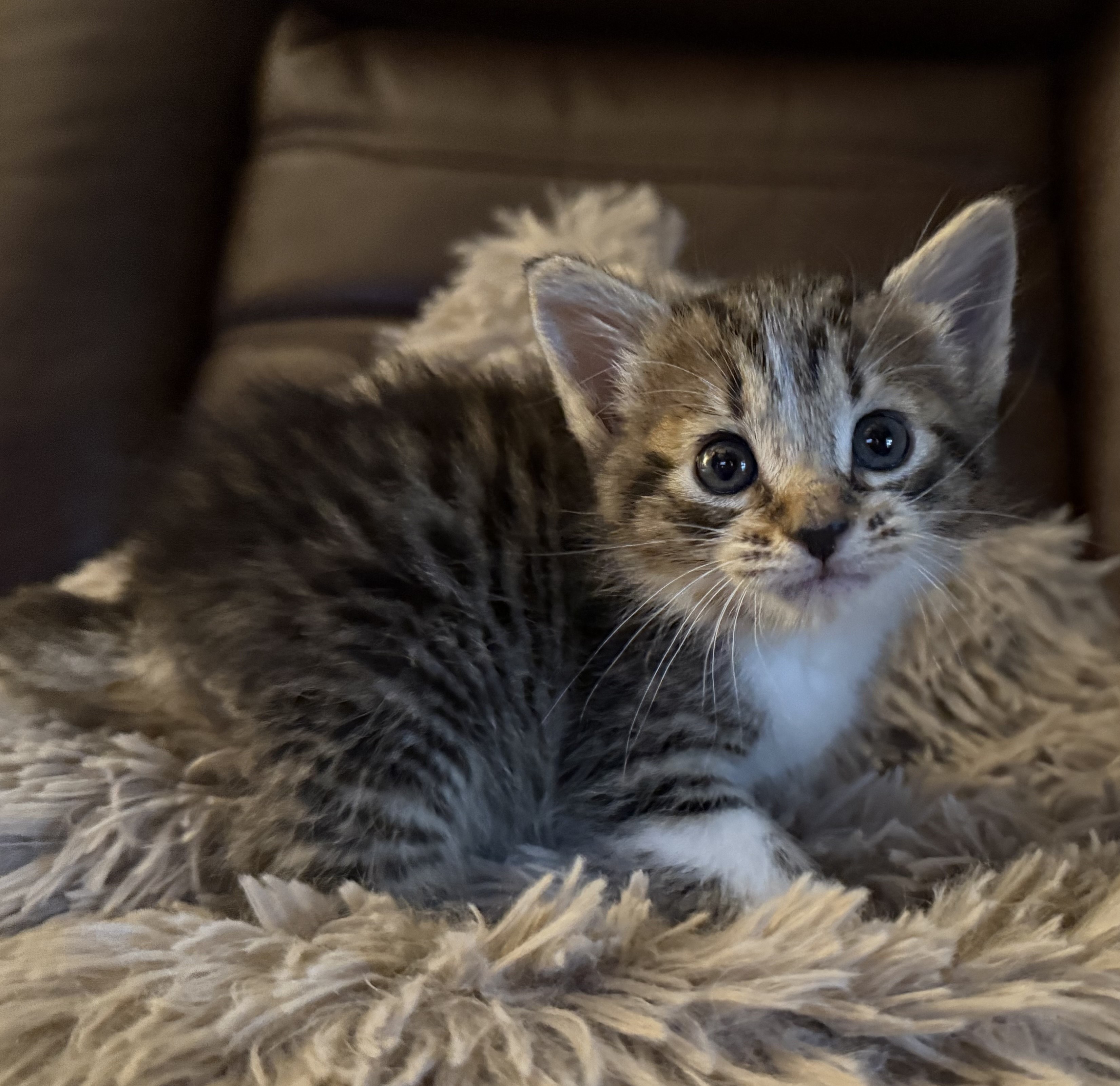 Nutmeg