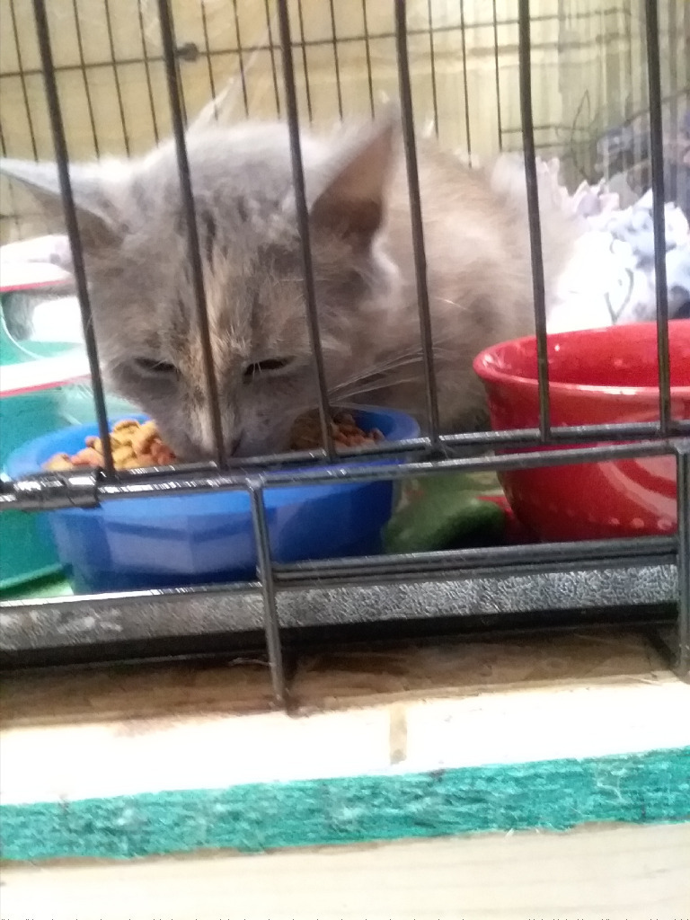 Dee Dee, an adoptable Domestic Long Hair in Rice Lake, WI, 54868 | Photo Image 1