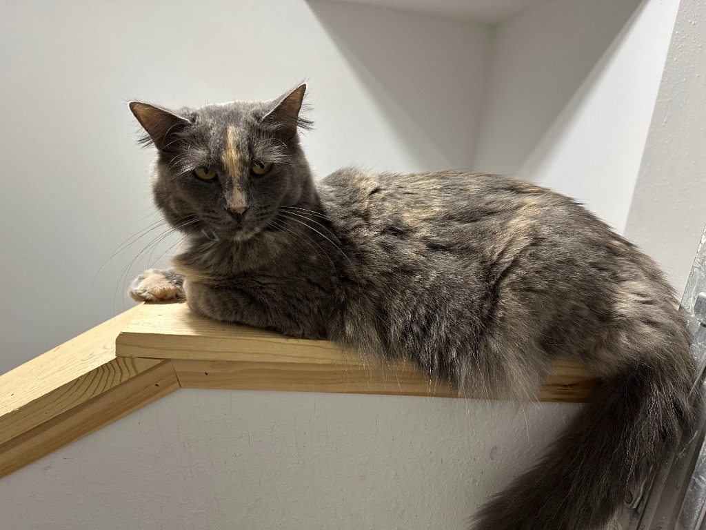 Dee Dee, an adoptable Domestic Long Hair in Rice Lake, WI, 54868 | Photo Image 1