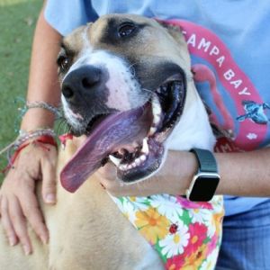 Torro, Adult Female Bull Terrier