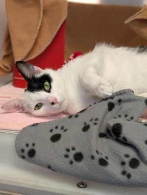 Monkey 121-25 Domestic Short Hair Cat
