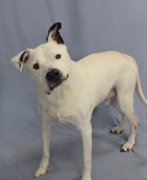 Chico is the perfect companion for anyone looking to add some joy warmth and tail wags to their li