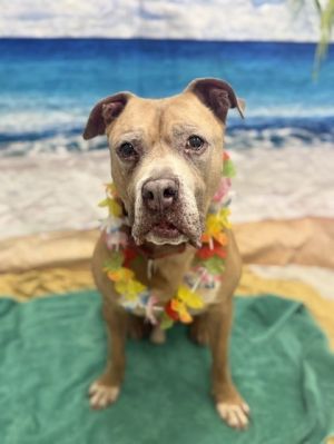 Dozer, Adult Male Pit Bull Terrier