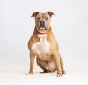 Dozer photo 2