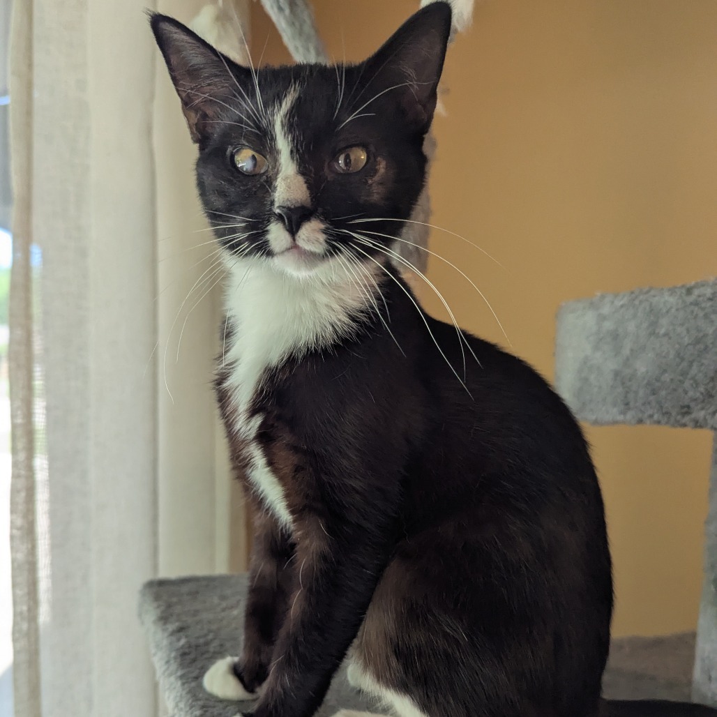 Lindy, an adoptable Domestic Short Hair in Wichita, KS, 67208 | Photo Image 1