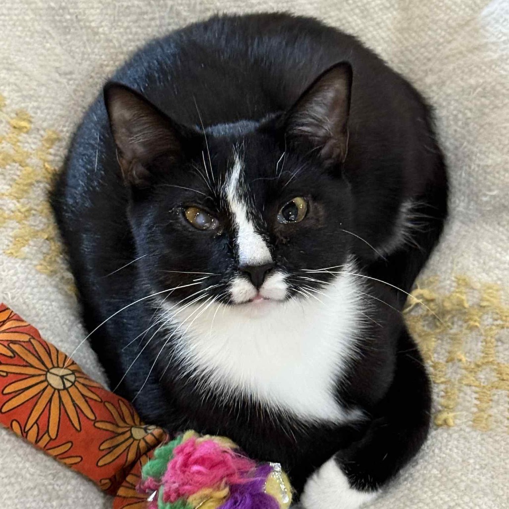 Lindy, an adoptable Domestic Short Hair in Wichita, KS, 67208 | Photo Image 1