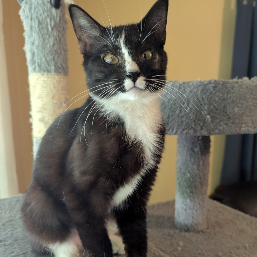 Lindy, an adoptable Domestic Short Hair in Wichita, KS, 67208 | Photo Image 2