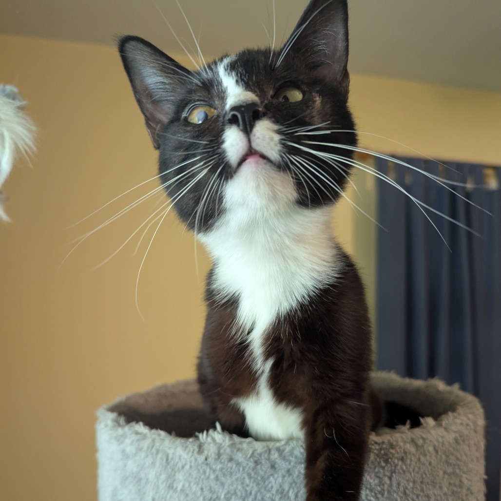 Lindy, an adoptable Domestic Short Hair in Wichita, KS, 67208 | Photo Image 3