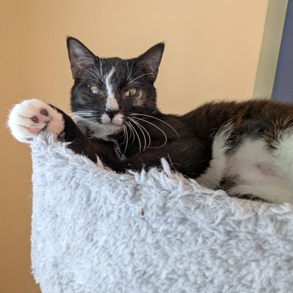 Lindy, an adoptable Domestic Short Hair in Wichita, KS, 67208 | Photo Image 4