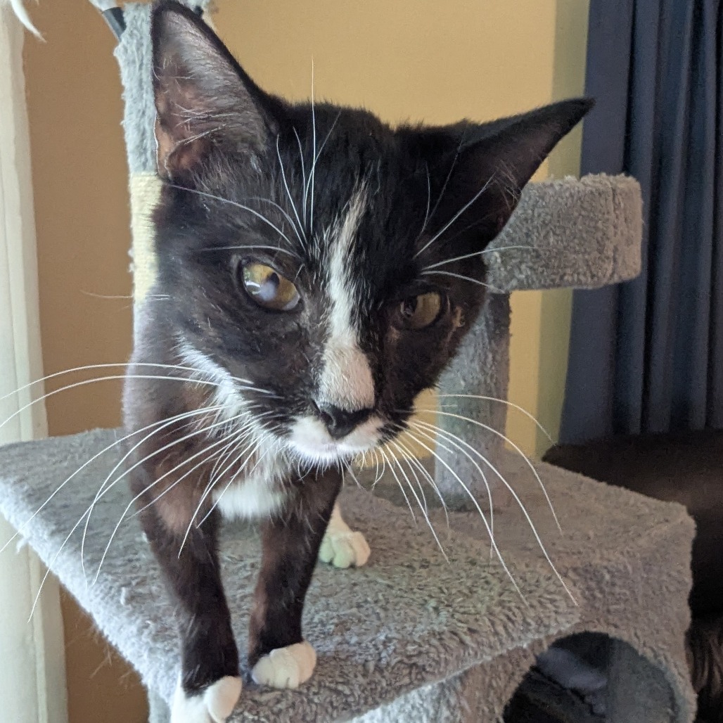 Lindy, an adoptable Domestic Short Hair in Wichita, KS, 67208 | Photo Image 5