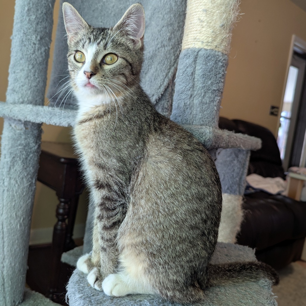 Benny, an adoptable Domestic Short Hair in Wichita, KS, 67208 | Photo Image 1