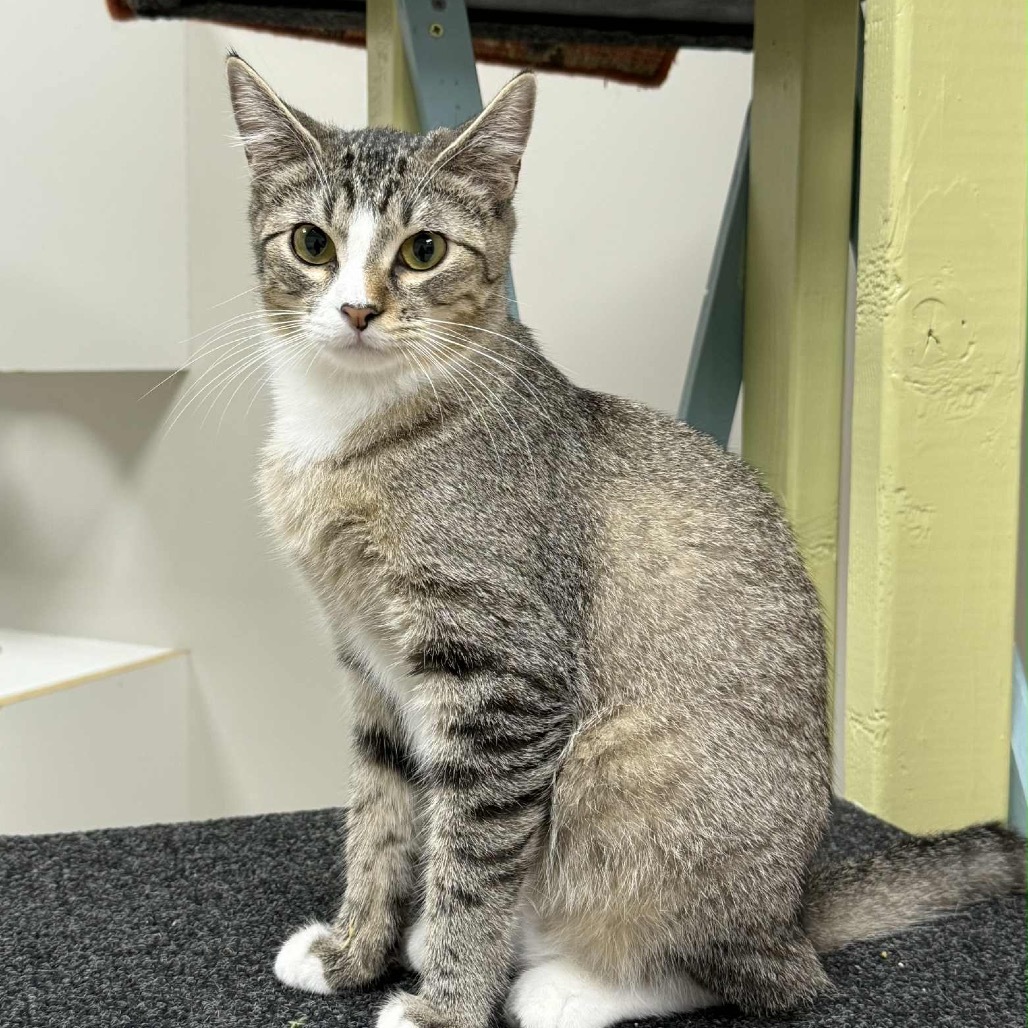 Benny, an adoptable Domestic Short Hair in Wichita, KS, 67208 | Photo Image 1