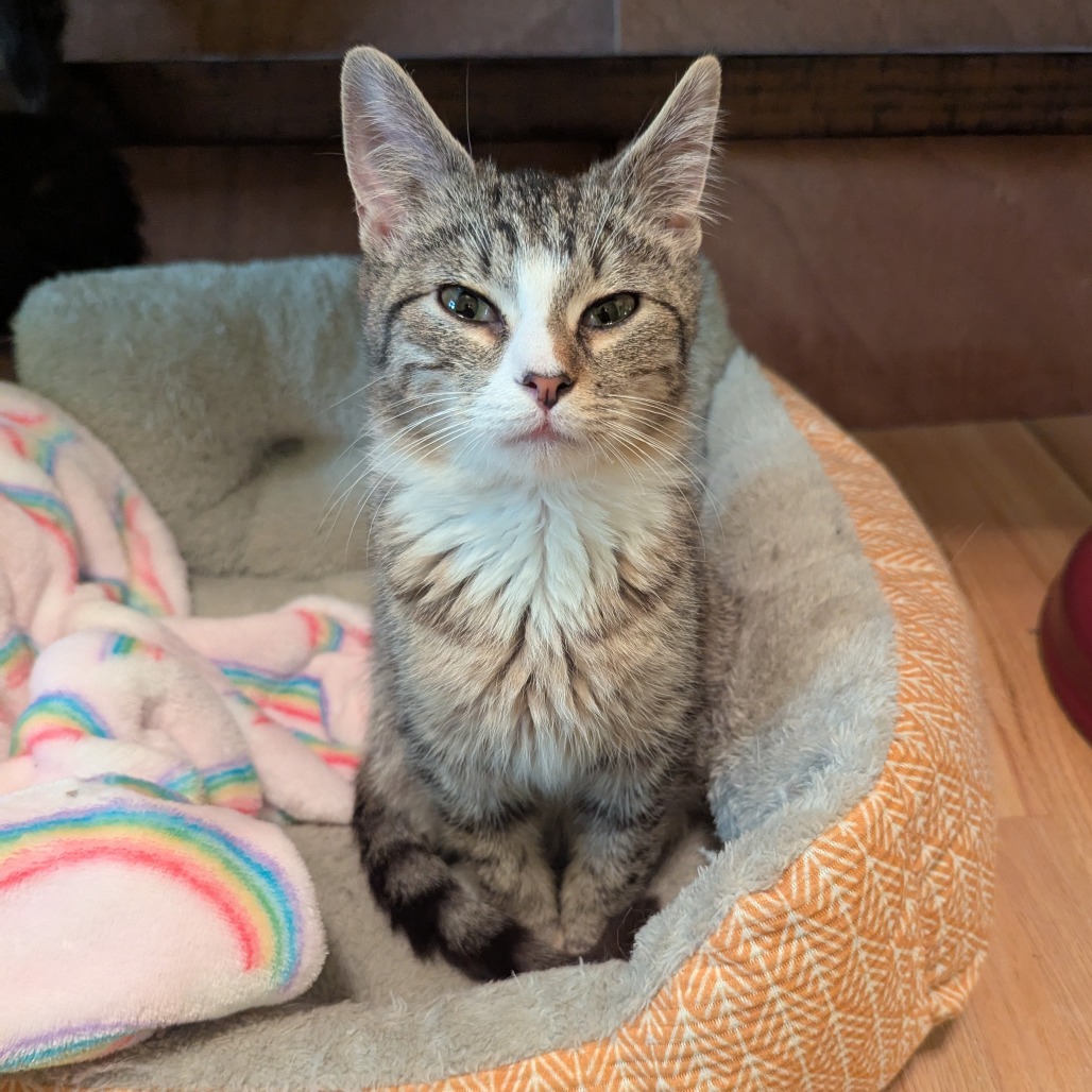 Benny, an adoptable Domestic Short Hair in Wichita, KS, 67208 | Photo Image 2