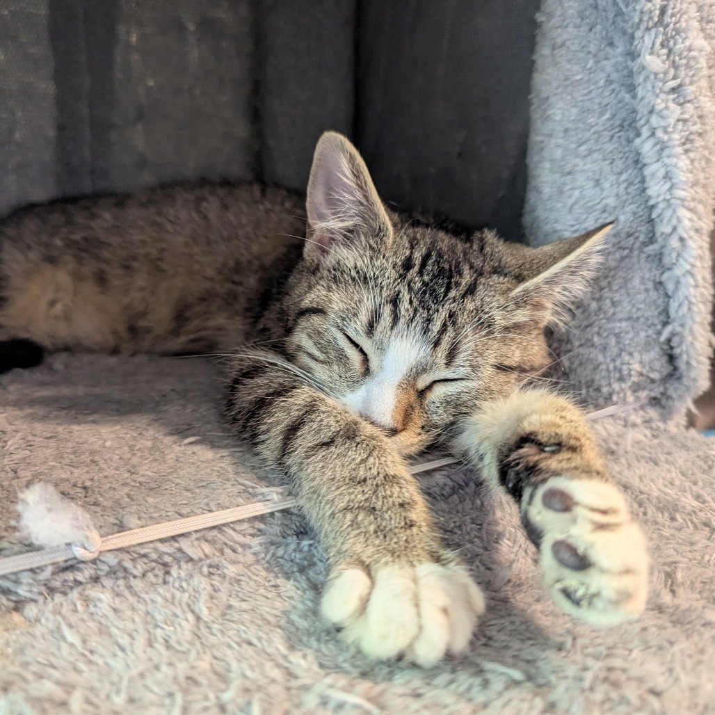 Benny, an adoptable Domestic Short Hair in Wichita, KS, 67208 | Photo Image 3