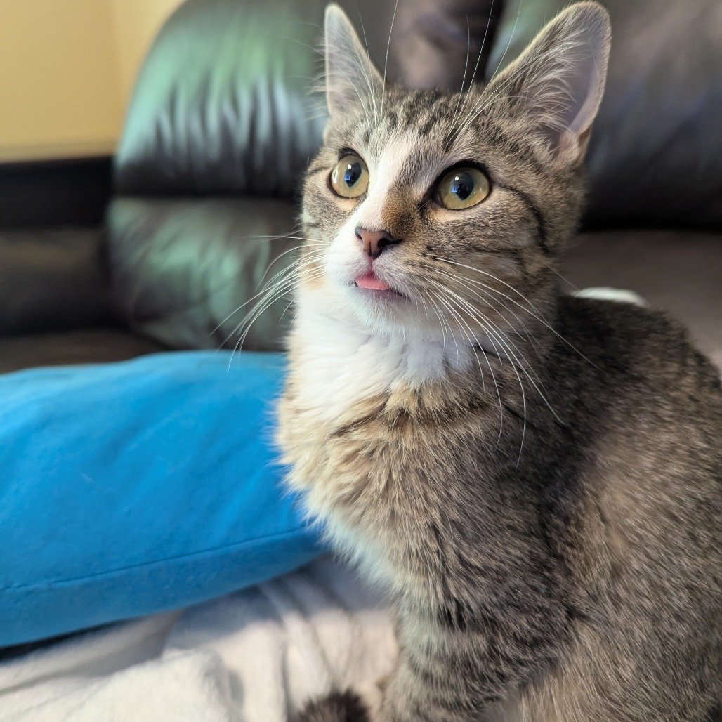 Benny, an adoptable Domestic Short Hair in Wichita, KS, 67208 | Photo Image 4
