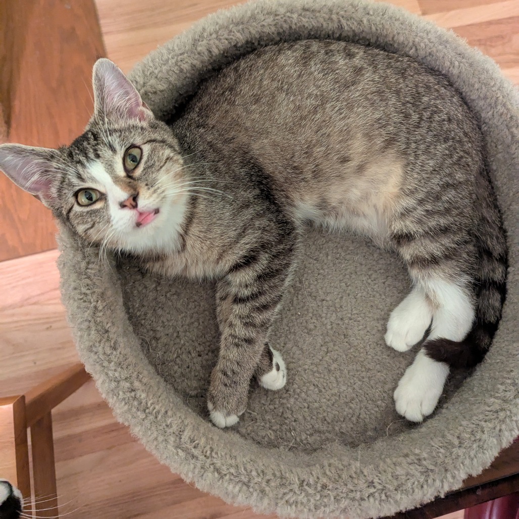 Benny, an adoptable Domestic Short Hair in Wichita, KS, 67208 | Photo Image 5