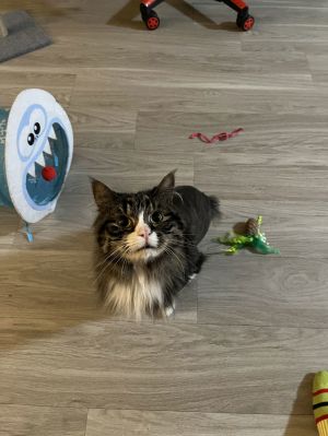 Hello My name is Sutton and I am a very sweet middle aged lady Although I may not always want