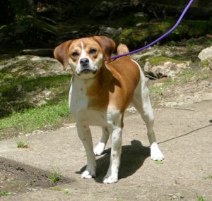 Milo (courtesy post), Young Male Beagle