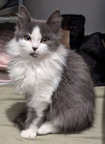 Fluff