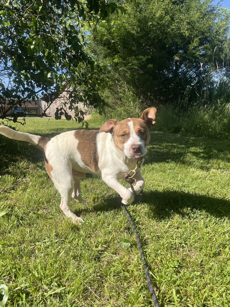 Bolt