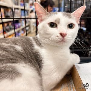 Mya, Adult Female Domestic Short Hair