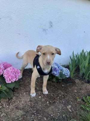 You can fill out an adoption application online on our official websiteMeet Plato If youre lookin