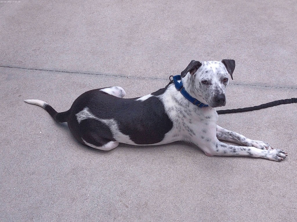 Harvey