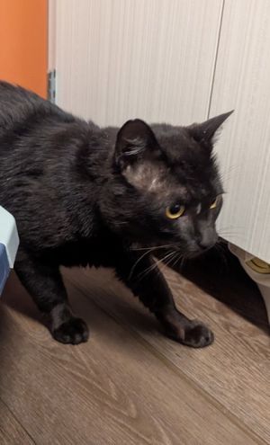 Mudflapp, Young Male Domestic Short Hair