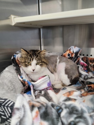 Cherry, an adoptable Domestic Medium Hair, Domestic Short Hair in Fergus Falls, MN, 56537 | Photo Image 1