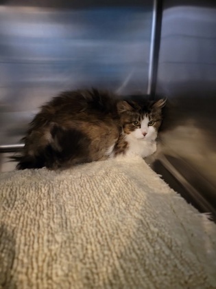 Cherry, an adoptable Domestic Medium Hair, Domestic Short Hair in Fergus Falls, MN, 56537 | Photo Image 2