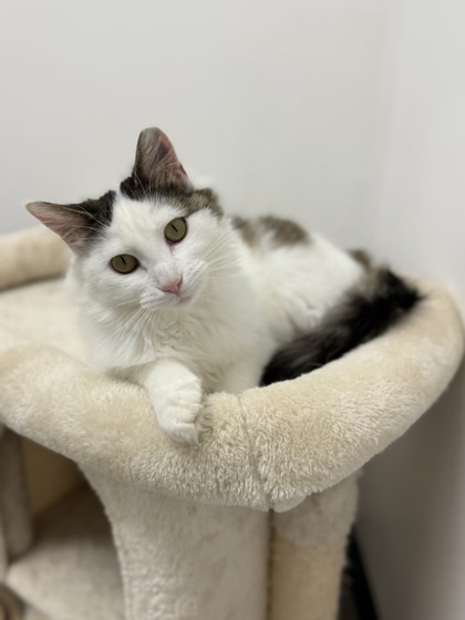 Kiwi, an adoptable Domestic Medium Hair, Domestic Short Hair in Fergus Falls, MN, 56537 | Photo Image 1