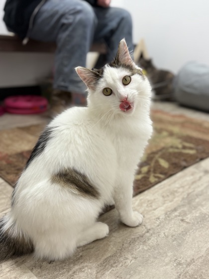 Kiwi, an adoptable Domestic Medium Hair, Domestic Short Hair in Fergus Falls, MN, 56537 | Photo Image 2