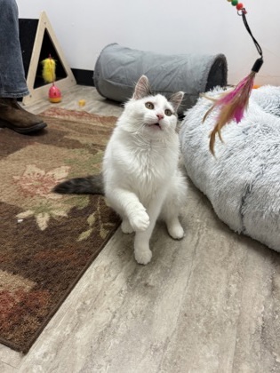 Kiwi, an adoptable Domestic Medium Hair, Domestic Short Hair in Fergus Falls, MN, 56537 | Photo Image 3